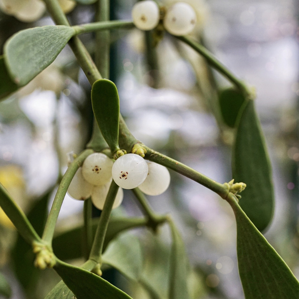 Heilkraut des Monats: Mistel